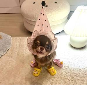 Chihuahua