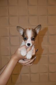 J0891 Corgi Playful Little Puppy