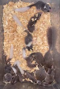 Dormouse Grey Low Pier