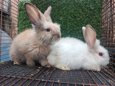 Anak Arnab Mix