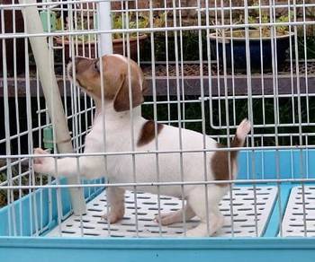 Jack Russell Puppies 