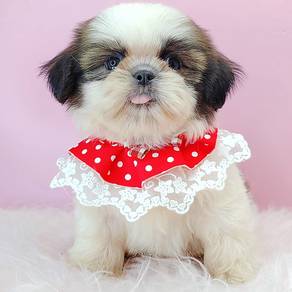 Shih Tzu