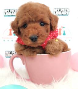 Poodle