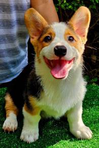 CORGI PUPPIES C207 🌻 cheeky Puppy  Male -Cert