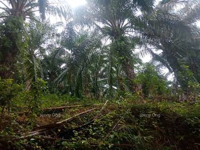 Agricultural Land in Baling, KDH