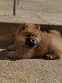 chow chow puppies w
