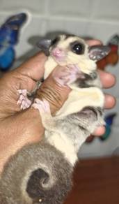 murah sugar glider murah