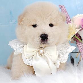 Chow Chow