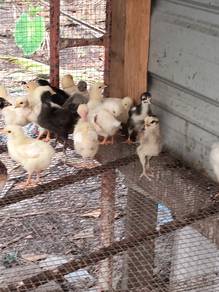 anak ayam kampung 