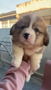 Corgi Male & Female Longfur Puppies