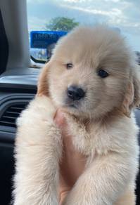 Golden Retriever puppy