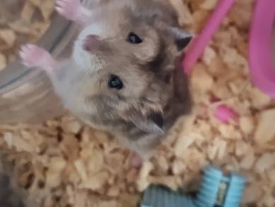 Hamster White/Agouti