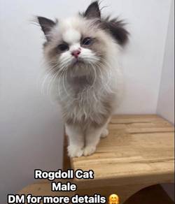 Ragdoll Kitten for sale