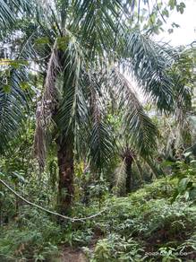 Agricultural Land in Selama, PRK