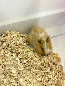 Guinea Pig
