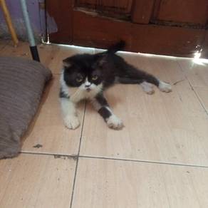 Mix breed cats tuxedo cats