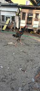ayam muda