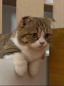 Munchkin fold