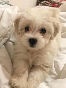 Enchanting Bichon Poochon White Fluffy Cotton Ball