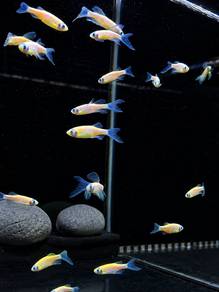 Orange Danio / Zebra Tetra (Orange)