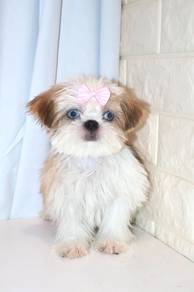 J0169 Shih Tzu Fluffy Long Hair Dog