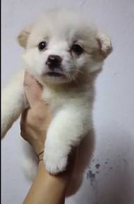 Off White Corgi