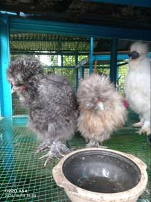 Ayam hiasan