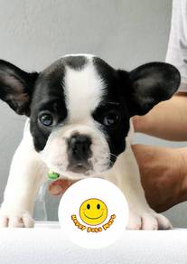 BVBV3000 French Bulldog puppies