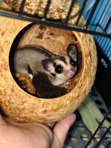 Sugar Glider