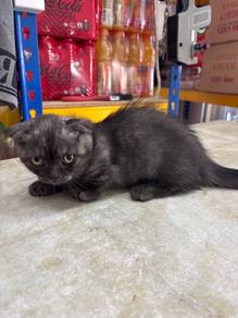 Munchkin British Short Hair