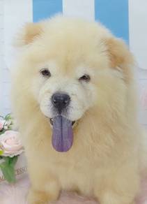Chow Chow