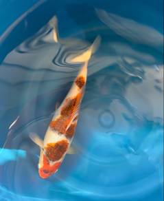 Goromo Koi Fish (Japanese) 12.5inch/32cm