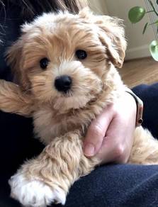 Sunshine Maltipoo Maltese mix Poodle mix Short Leg