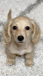 HTS_A200 Dachshund cream golden haired puppy dog
