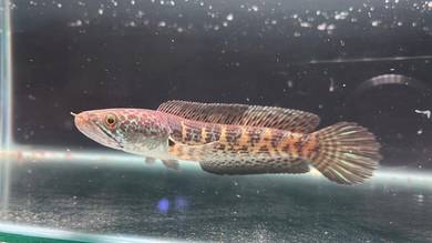 Ikan Channa fish Auranti Cobra-5 inch (ACS-19)