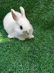 Arnab Pure Netherland Dwarf Nd 