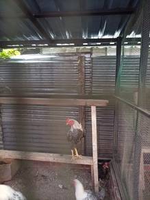 ayam light susex
