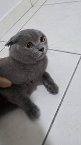 Bsh Male