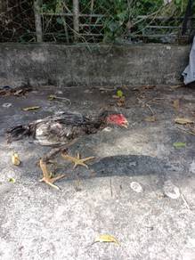 Ayam sabung