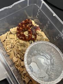 corn snake harga murah kualti cun