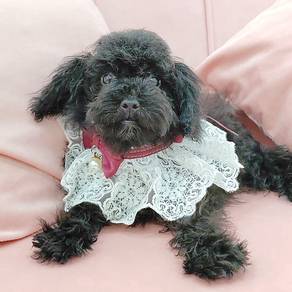 Poodle