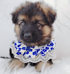 German Shepherd