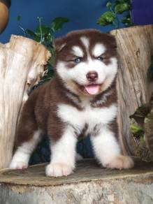 Alaskan Malamute mix Wooly Husky (M) 