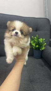博美男
Pomeranian
Male
M-299
Dob ： 20 - 05-26
