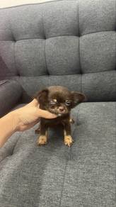 TeaCup male Chihuahua Rare Color Puppy