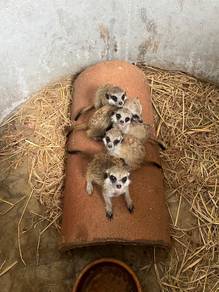 meerkat
