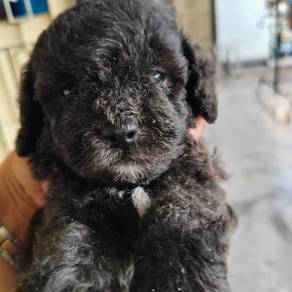 Tiny Poodle For Sale