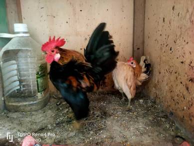 Ayam serama 