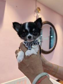 黑白吉娃娃 Black & White Chihuahua  🎀