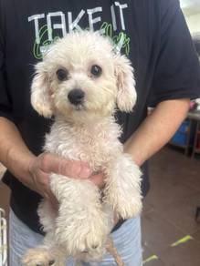 5 mths old Female Bichon White Puppy F2